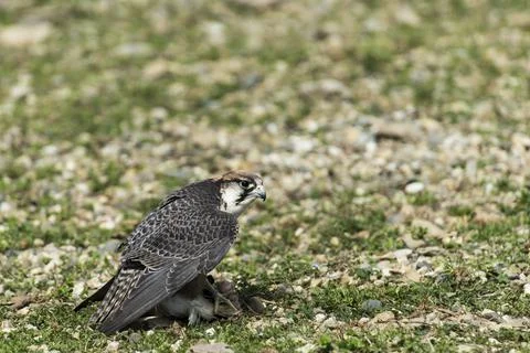 A picture of an hawk Stock Photos