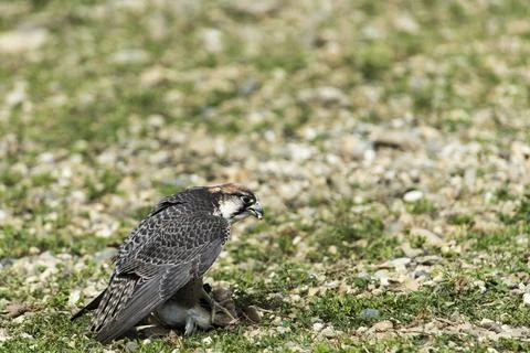 A picture of an hawk Stock Photos