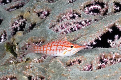 A picture of an hawkfish Stock Photos