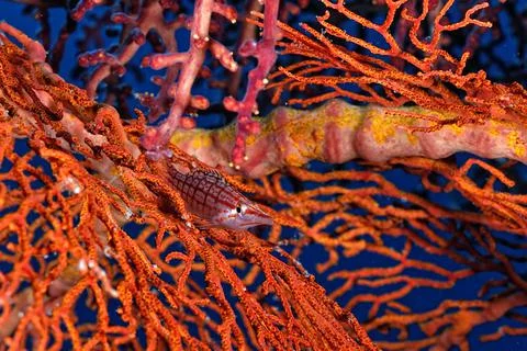 A picture of an hawkfish Stock Photos