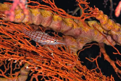 A picture of an hawkfish Stock Photos