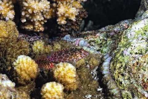 A picture of an hawkfish Stock Photos