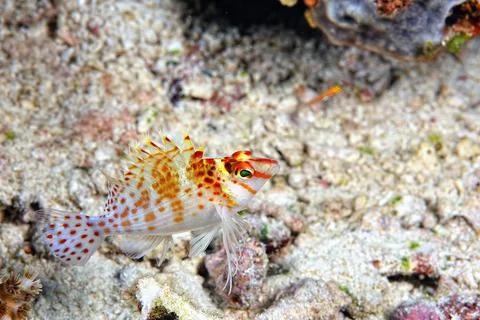 A picture of an hawkfish 库存照片