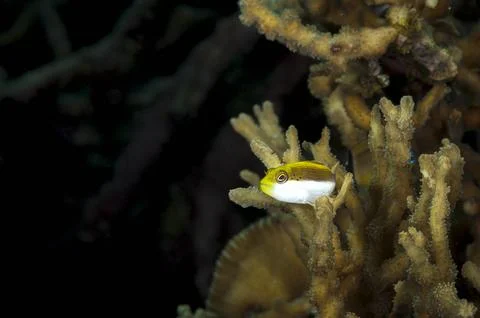 A picture of an hawkfish Foto stock