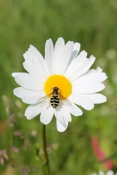 Picture of hoverfly sitting on oxeye daisy herb Stock Photos