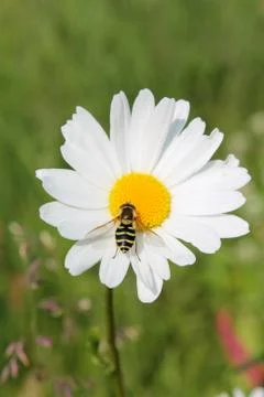 Picture of hoverfly sitting on oxeye daisy herb Stock Photos