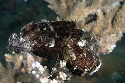 A picture of a leaf fish Stock Photos