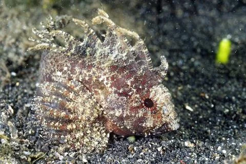 A picture of a leaf fish Stock Photos