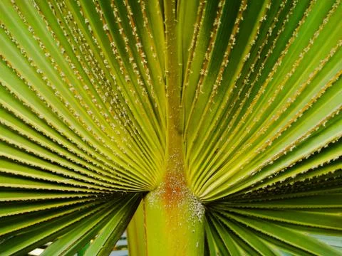 A picture of leaf 스톡 사진