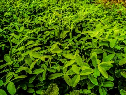 A picture of leafs with blur background Stock Photos
