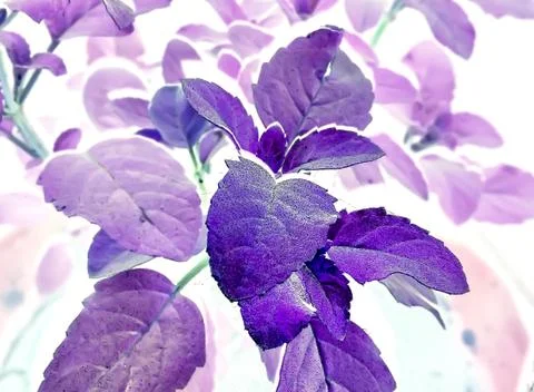 A picture of leafs with blur background Stock Photos