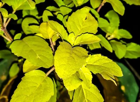 A picture of leafs with blur background Stock Photos