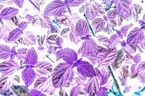 A picture of leafs Stock Illustration