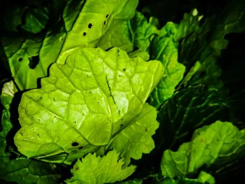 A picture of leafs Foto stock