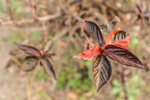 A picture of leafs Stock Photos
