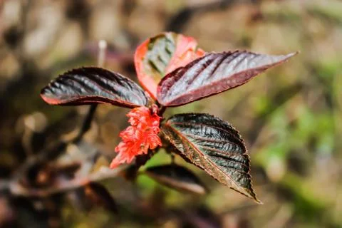 A picture of leafs Stock Photos