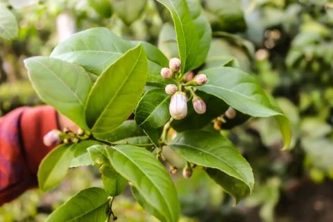 A picture of leafs Stock Photos