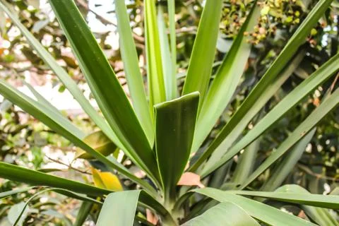 A picture of leafs Foto stock