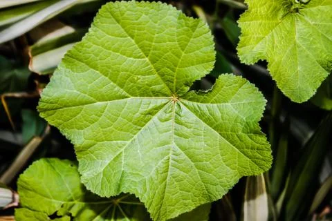 A picture of leafs Stock Photos