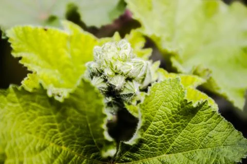 A picture of leafs Stock Photos