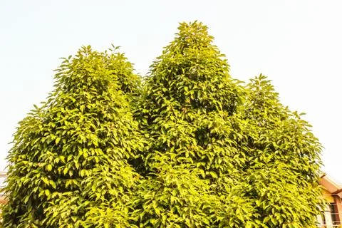 A picture of leafs Stock Photos