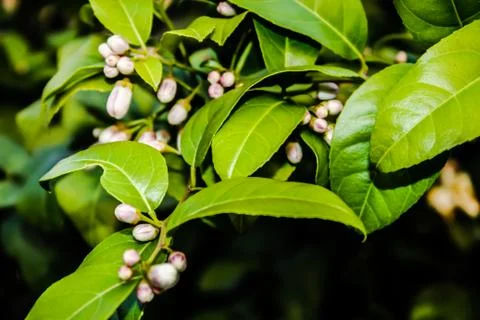 A picture of leafs Stock Photos