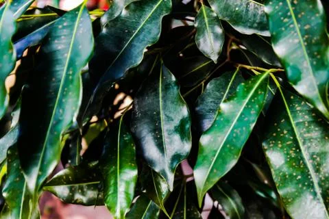 A picture of leafs Stock Photos