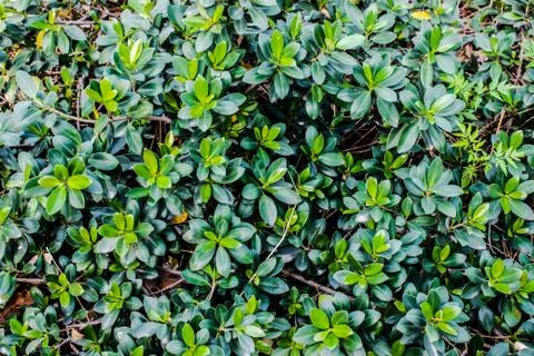 A picture of leafs Stock Photos