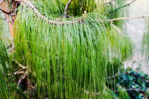 A picture of leafs Stock Photos