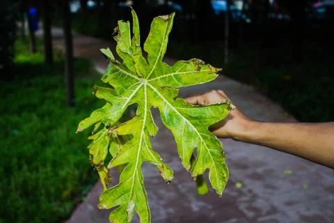 A picture of leafs 스톡 사진