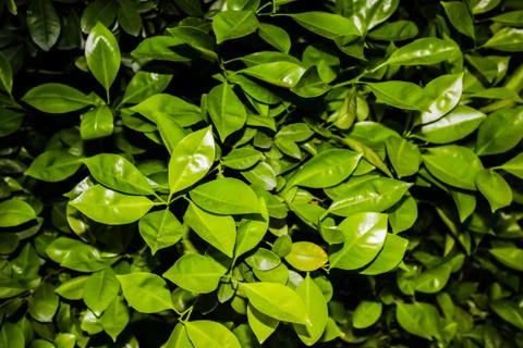A picture of leafs Foto stock