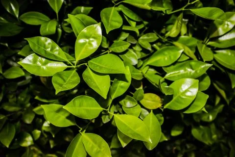 A picture of leafs Foto stock