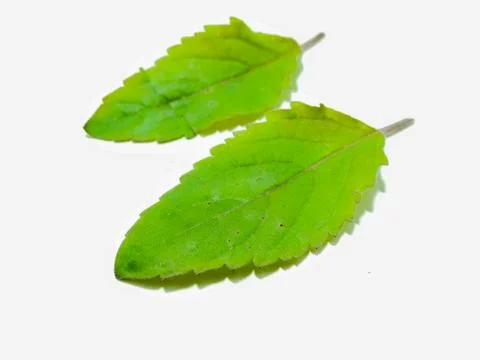 A picture of leafs Stock Photos