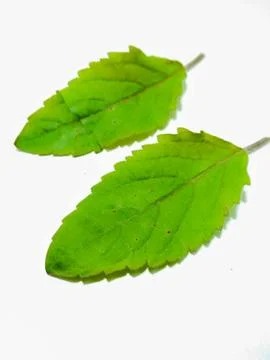 A picture of leafs 스톡 사진
