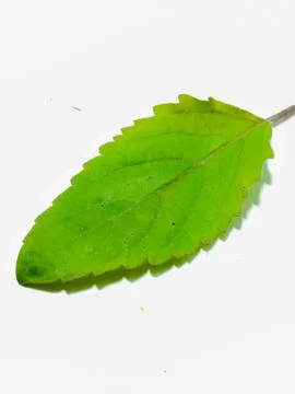 A picture of leafs Foto stock