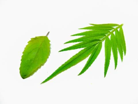 A picture of leafs Foto stock