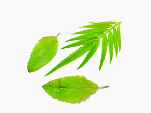 A picture of leafs 스톡 사진