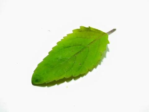 A picture of leafs Stock Photos