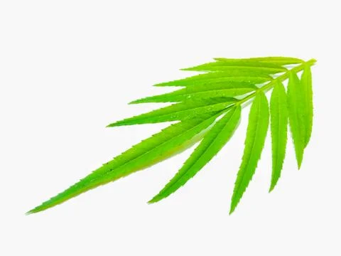A picture of leafs Stock Photos