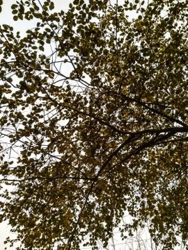 A picture of leafs with sky background Stock Photos