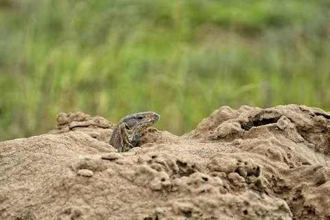 A picture of a lizard Stock Photos