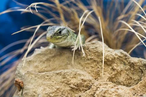 A picture of a lizard Stock Photos