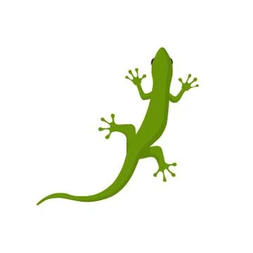 Picture of a lizard on a white background. Vector illustration Stock Illustration