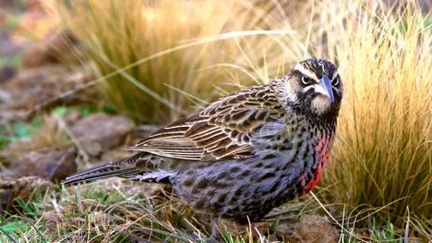 Picture of a meadowlark. Stock Photos