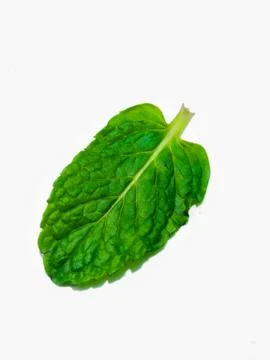 A picture of mint leafs Stock Photos
