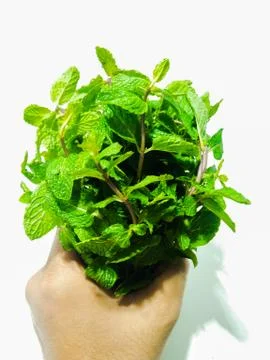 A picture of mint leafs Foto stock