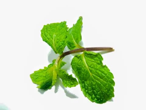 A picture of mint leafs 스톡 사진