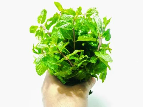 A picture of mint leafs Stock Photos
