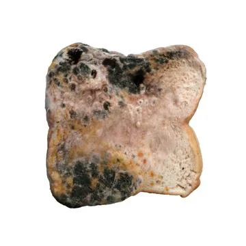 Picture of moldy bread On the ground, isolate Stock Photos