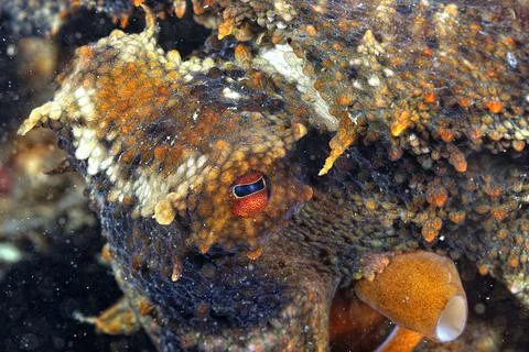 A picture of a octopus Stock Photos